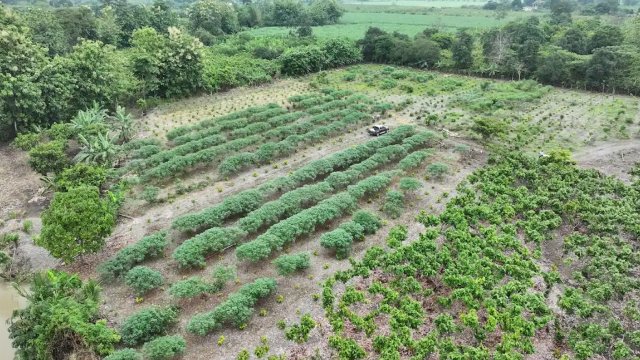 Mars і ofi запускають п’ятирічне партнерство для переходу до сталого виробництва какао-бобів