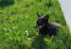 Kyiv petition for dog walking zones falls short of required signatures
