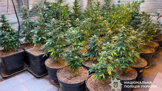 National Police on Gentlemen special op: 74 suspects charged with illegal cultivation of drug-containing plants