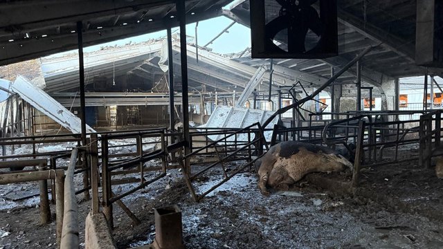 Россия атаковала молочную ферму в Сумской области, погиб скот – АПМ