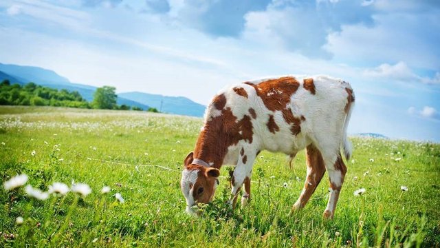 Dairy Global Experts планирует привлечь $150 млн на строительство комплекса по переработке КРС в Черкасской области