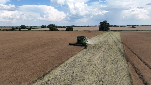 USDA підвищив прогноз врожаю зернових в Україні у 2026/27МР на 3,7 млн тонн та знизив експорту на 2,2 млн тонн