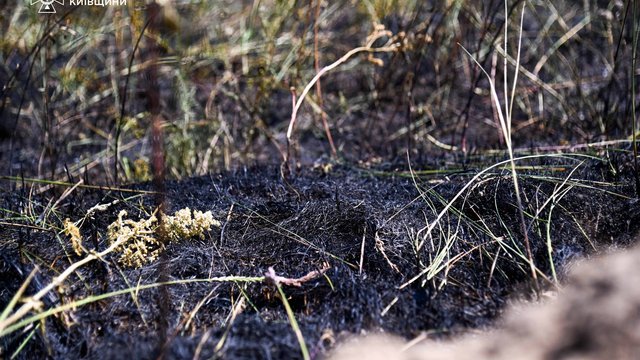 Рятувальники ліквідували пожежу лісової підстилки у Чорнобильській зоні