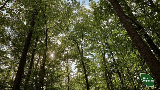 Зеленський підписав указ про створення національного природного парку "Чорний Ліс"
