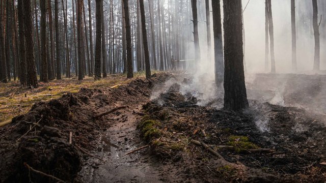 На Київщині рятувальники четверту добу борються з лісовою пожежею – ДСНС
