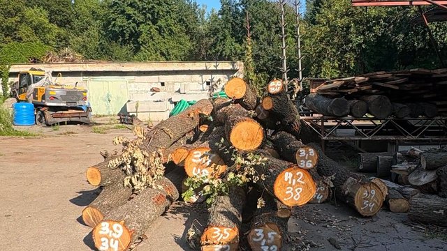 Зі зрубаних дерев на Теремках зроблять лави, альтанки та урни для сміття – "Київзеленбуд"